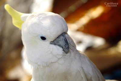 Moluccan Cockatoo (Cacatua moluccensis)