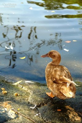 The 'Ugly' Duckling