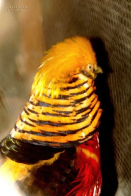 Golden Pheasant (Chrysolophus pictus)