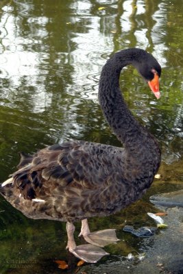 Black Swan