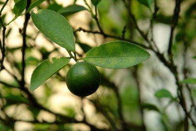 Kalamansi (Tropical Lime)