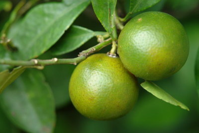 Kalamansi (Tropical Lime)