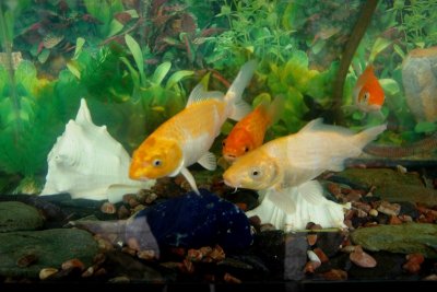 Fish.4b - Dec 30 2006.JPG