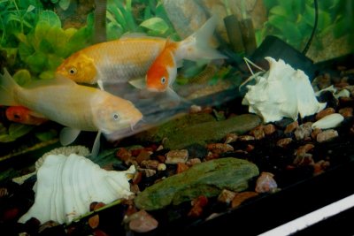 Fish.5b - Dec 30 2006.JPG
