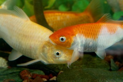Fish.6b - Dec 30 2006.JPG