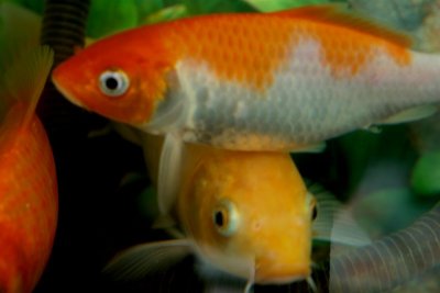 Fish.7b - Dec 30 2006.JPG