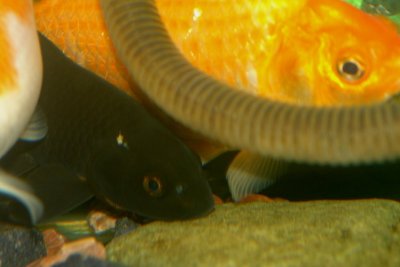 Fish.11b - Dec 30 2006.JPG
