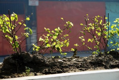 Plants on a Road Island