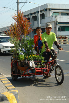 Pot plant vendor