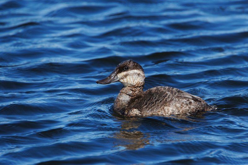 Ruddy duck