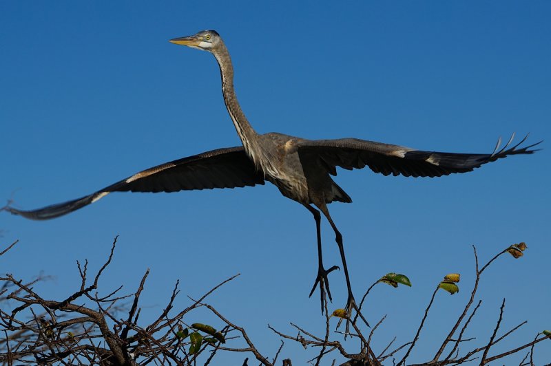 Great blue heron taking off