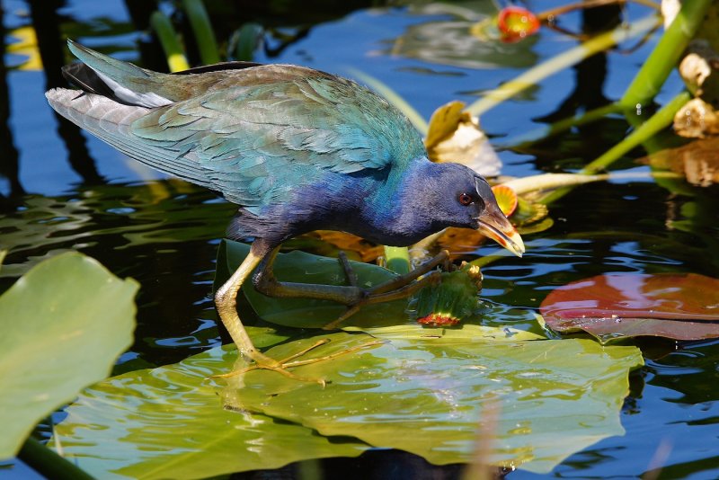 Purple gallinule