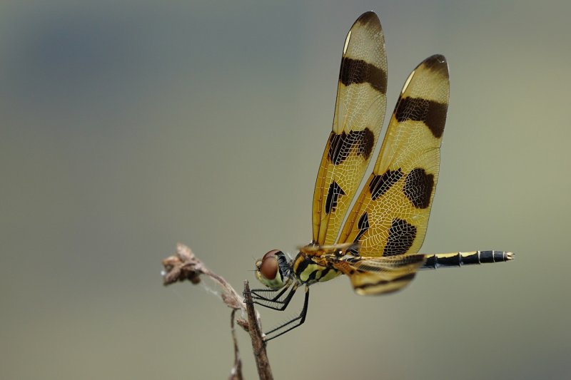 Halloween pennant dragonfly