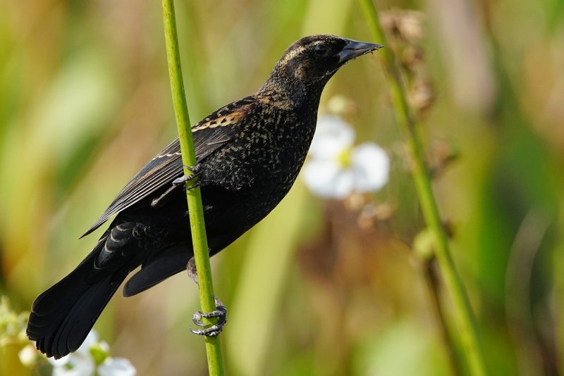 Red-winged blackbird on a reed
