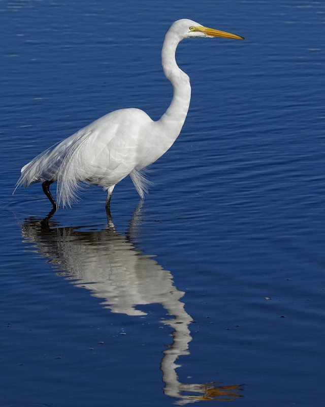 Great egret and his reflection