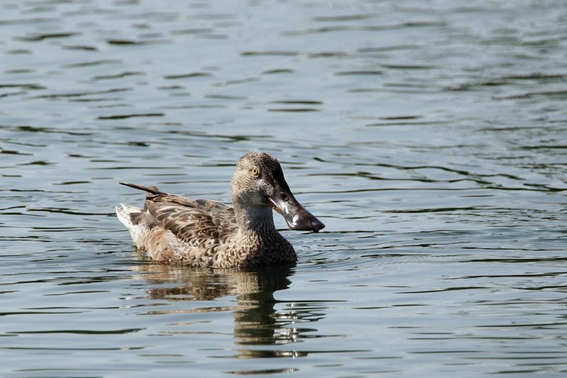 Northern shoveler, female