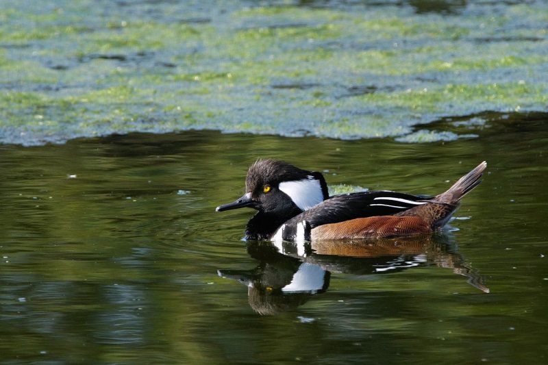 Hooded merganser, male