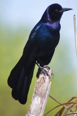 Boat tailed grackle