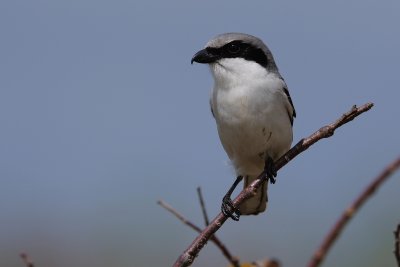 Loggerhead shrike