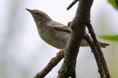 Blackpoll warbler - female