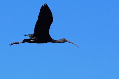 Glossy ibis flying past