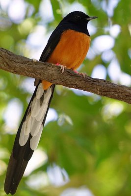 Very long tailed bird