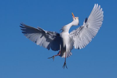 Cattle egret aerial dogfight pose