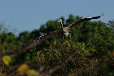 Great blue heron flying directly at you