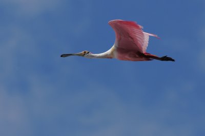 Roseate spoonbill flying by