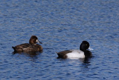 Lesser scaup - male and female