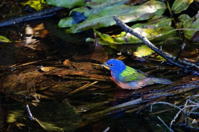 Male painted bunting taking a bath