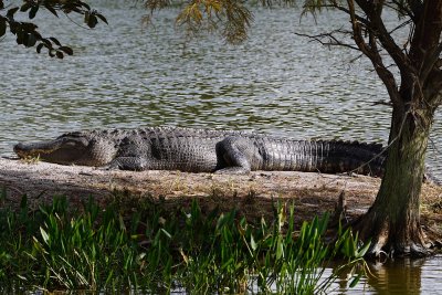Big alligator on the shore