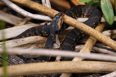 Banded watersnake wrapped up in the reeds