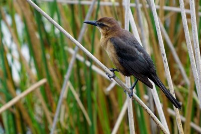 Grackle - female