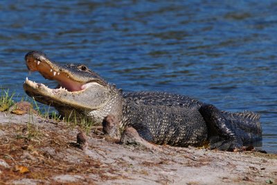 Alligator with open mouth