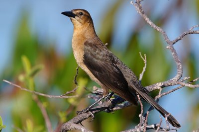 Common grackle - female