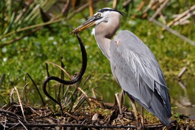 Great blue heron with a snake