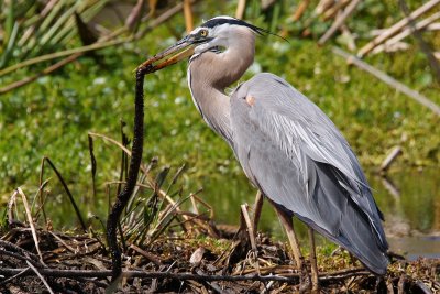 Great blue heron with a snake