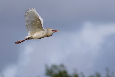 Cattle egret in flight, in mating colors