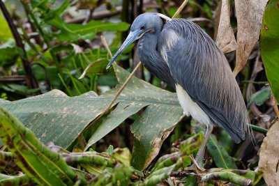 Tricolor heron on a nesting spot