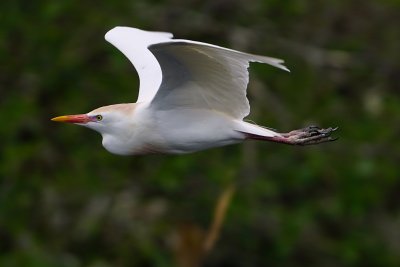 Cattle egret closeup in flight
