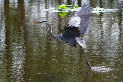 Great blue heron dragging his feet