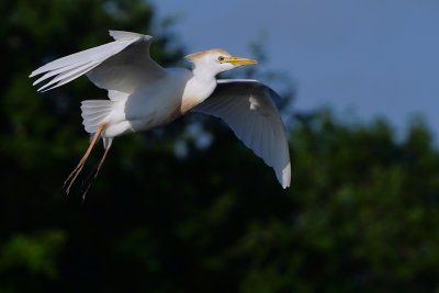 Cattle egret flying low