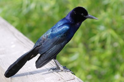 Boat tailed grackle