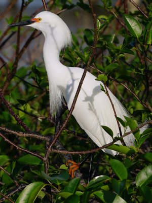 Snowy egret in mating colors