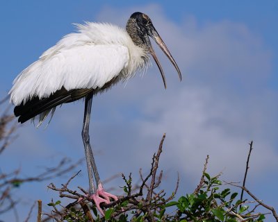 Wood stork on his nest tree
