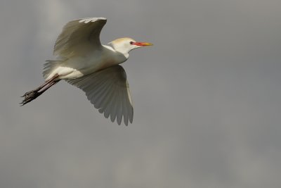 Cattle egret flying in full mating colors