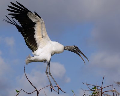 Wood stork coming in to land