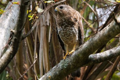 Red-shouldered hawk in the forest