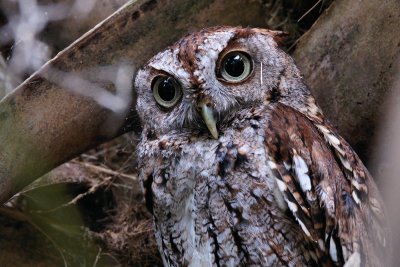 Closeup of a classic owl look